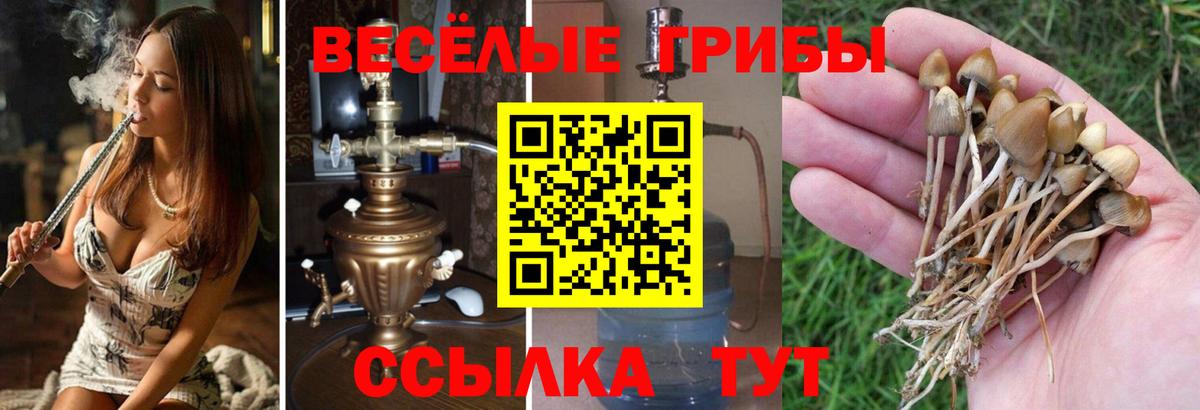Павлово  Псилоцибиновые грибы прущие грибы  Вход с VPN  Псилоцибиновые грибы мухоморы 